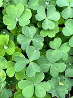 Natural green background with fresh green clover leaves. Spring and summer theme. Shamrock in the forest. St Patrick day background, holiday symbol. Macro photo of nature plant green clover