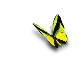 Beautiful multi-colored real butterfly flying on a white background photo