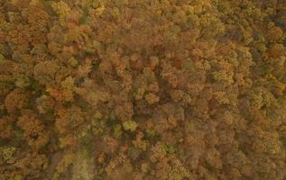 vista aérea en el bosque de otoño