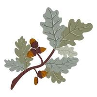 Green oak branch with leaves and acorns. Vector  illustration of a deciduous tree branch isolated on a white background.