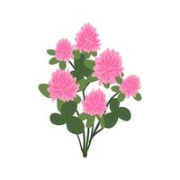 Red clover flower herbal branch isolated on white background. Wild plants and leaves. Cute pink flowers vector illustration. Summer concept.