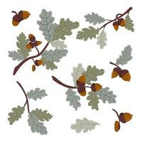 Green oak branch with leaves and acorns. Vector  illustration of a deciduous tree branch isolated on a white background.