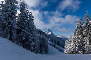 Panoramic view of ski slopes between snow covered pine trees in alpine forest with mountains in in the background photo