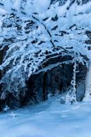 View under snow covered tree branch photo