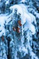 Snow covered pine tree branch in winter forest with cones photo