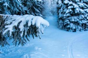 Snow covered pine tree branch in winter forest photo