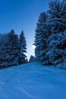 Winter alpine forest in the bavarian alps