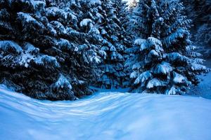 Wavy snow covered field under pine trees in the bavarian alps photo