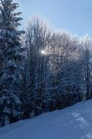 Sun shines through snow covered tree branches photo