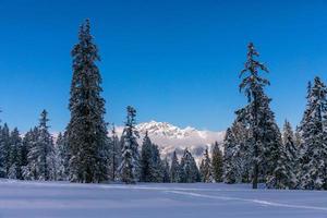 View of pine trees on snow covered field with Mountain in the background photo