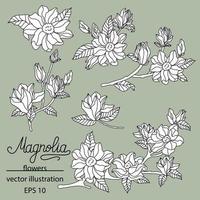 Magnolia set. Cute hand drawn flower vector