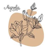 flor de magnolia, vista superior. flores gráficas dibujadas a mano de magnolia. dibujo de flor de magnolia y arte lineal de boceto. vector