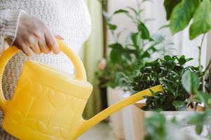 Woman is watering house plants from a yellow watering can.