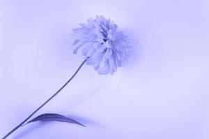 Flower on purple background. Trendy color of the year 2022. photo