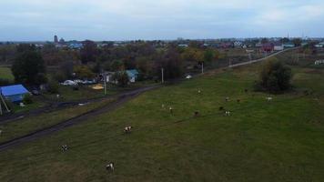 driving a herd of cows and buffaloes from a farm across a green grass pasture near a village road on a bright autumn afternoon. video