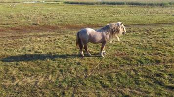 a young thoroughbred horse grazes on a field aerial video shooting over a green pasture field, a copter flying next to a horse with a voluminous mane.