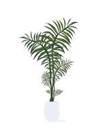 Fern in a white pot. Plant for home isolated on white background. vector