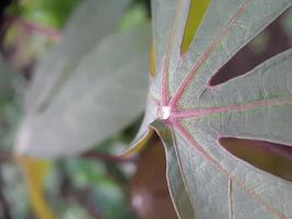 Droplets on leaf photo