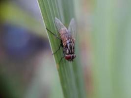 Closeup of insect photo