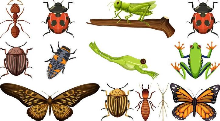 Different insects collection isolated on white background