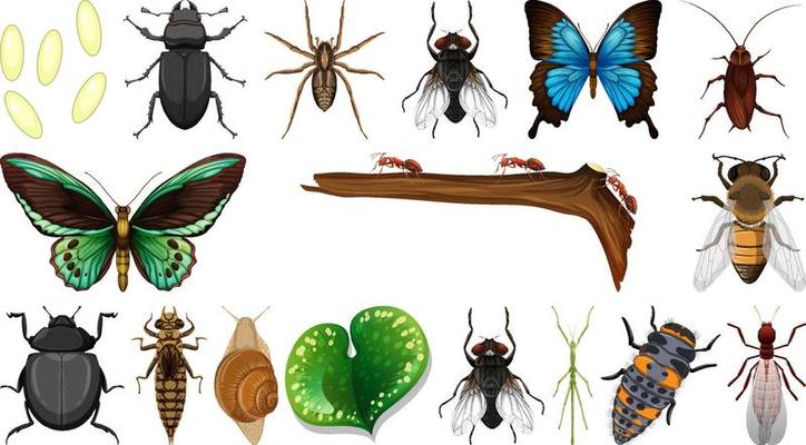 Different insects collection isolated on white background