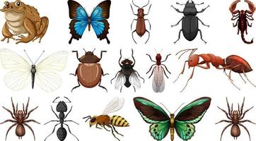 Colección de diferentes insectos aislado sobre fondo blanco. vector