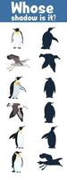 guess where whose shadow Antarctica birds flat vector