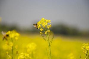 Abeja amarillo mostaza flores recolectando miel con vista de fondo borroso foto