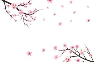 Cherry blossom branch with sakura flower. Sakura on white background. Watercolor cherry blossom vector. Pink sakura flower background. Watercolor cherry bud. Cherry blossom branch with pink flower. vector