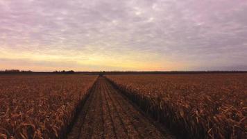 décollage lent et bas de l'antenne du drone le long du champ de maïs jaune d'automne et survolant des terres arables fraîches avant de récolter par un coucher de soleil ensoleillé et à l'aube du matin.