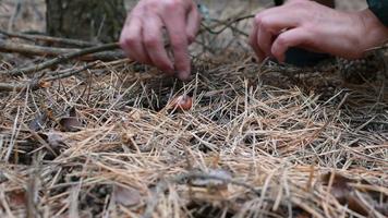 women's hands pluck a mushroom in a dense evening forest video