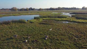 goats graze on a green pasture field near a marshy area with reeds, flying aerial drone along a herd with goats. video