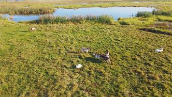 goats graze on a green pasture field near a swamp with reeds, flying aerial drone around the herd. video