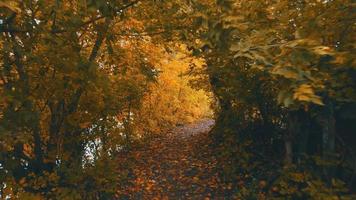 Langsamer Drohnenflug entlang gelber Herbstbäume tief über dem Boden in einem Waldstreifen.