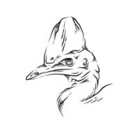 Ilustración de cabeza de pájaro vector