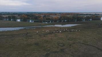conduzindo um rebanho de vacas e búfalos através de um pasto verdejante perto do rio em uma brilhante tarde de outono. video