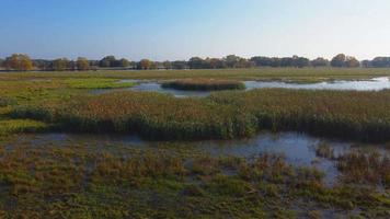 Vuelo de drones de reconocimiento aéreo sobre pantanos con juncos en otoño al mediodía con sol brillante a vista de pájaro. video