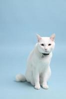 Young White Cat photo