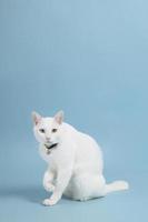 Download Cat Pfp White Cat Royalty-Free Stock Illustration Image