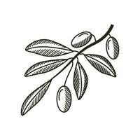 rama de olivo en estilo boceto vector