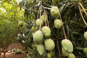 Low Hanging Green Mangos on a Tree photo