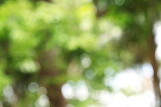 Blur background from tree and sky photo