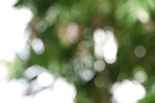 desenfoque de fondo del árbol y el cielo foto