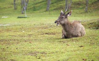 deer sit on grass