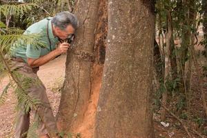 biólogo examinar el efecto de las termitas en el tronco de un árbol foto