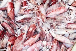 many raw squid in cold water photo