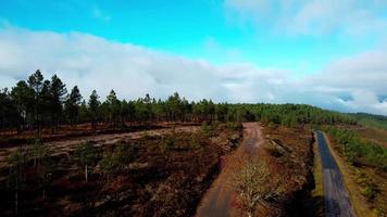drone view forest video