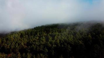 drone vista foresta video
