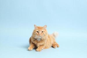 Cute Ginger Cat photo