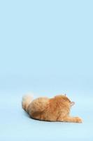 Cute Ginger Cat photo